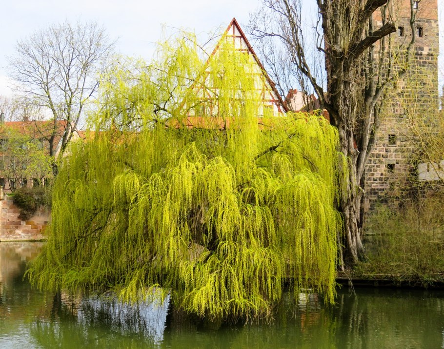 Ива пурпурная pendula (Пендула)