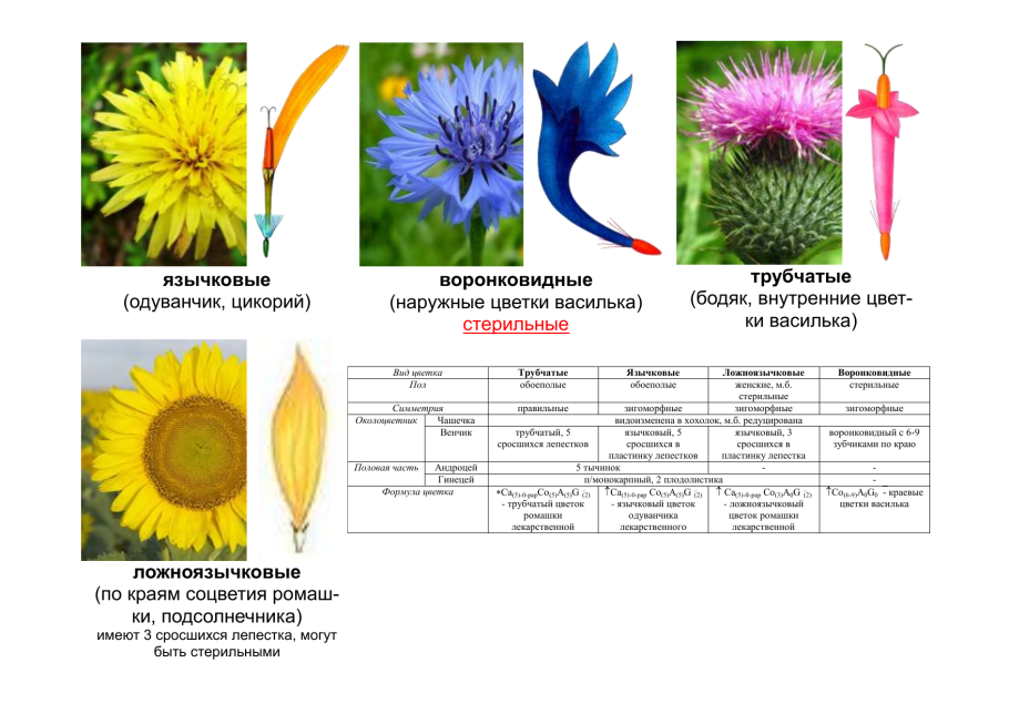 Monocot and dicot
