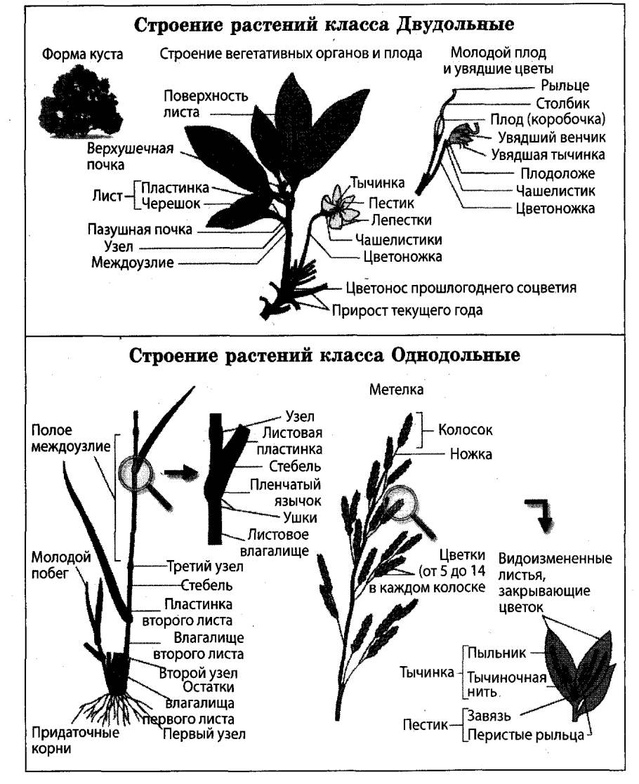 Класс покрытосеменных растений таблица