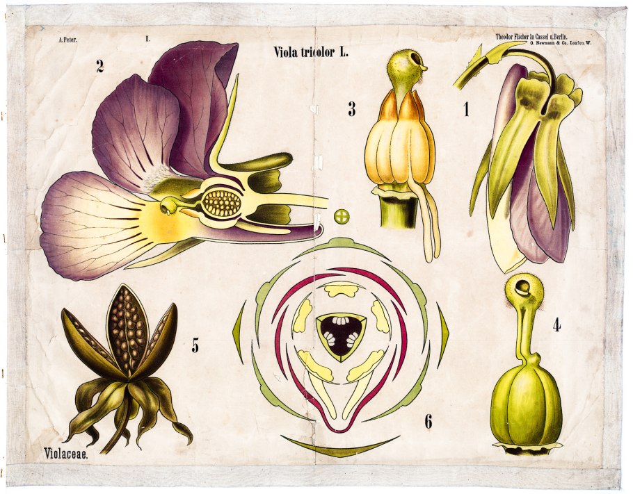 Диаграмма цветка двудольных и однодольных