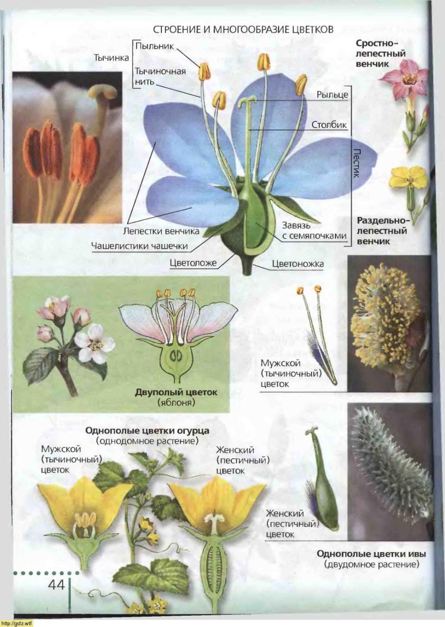 Строение цветка покрытосеменных растений