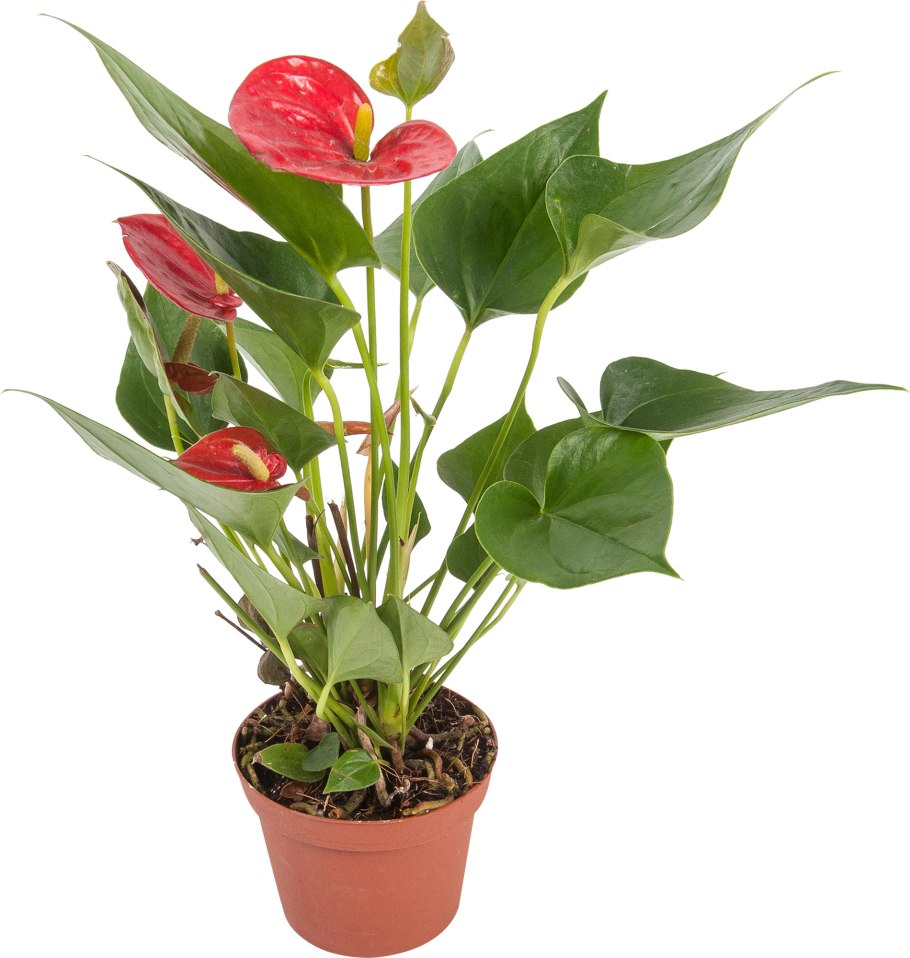 Антуриум Андре красный