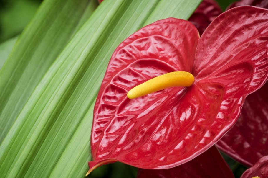 Антуриум красный с красным пестиком