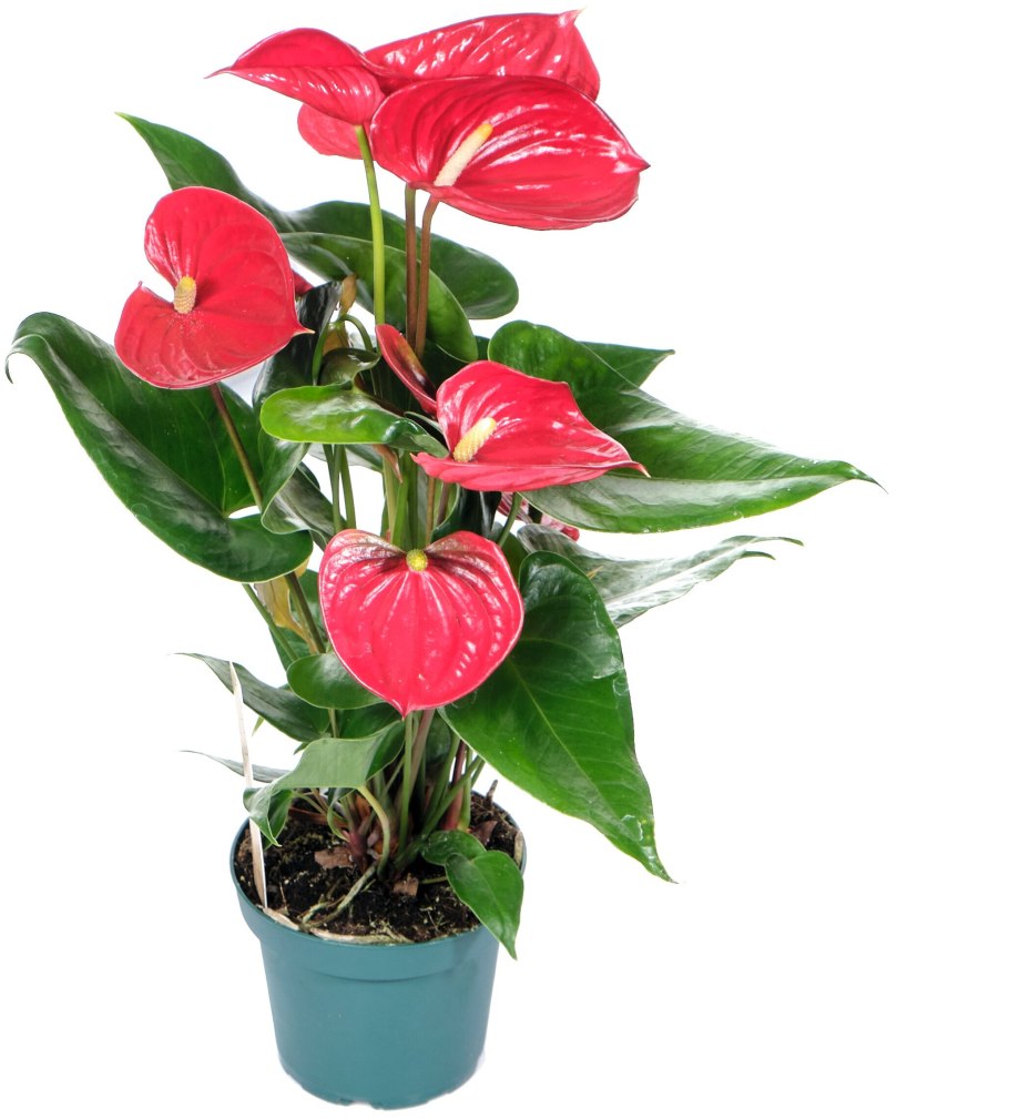 Антуриум принцесса Амалия Элеганс