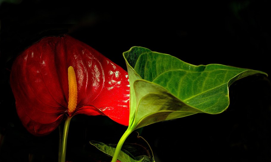 Антуриум Алексия Глориус