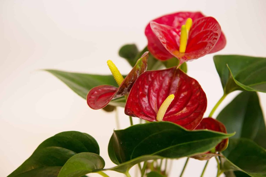 Антуриум Арроу