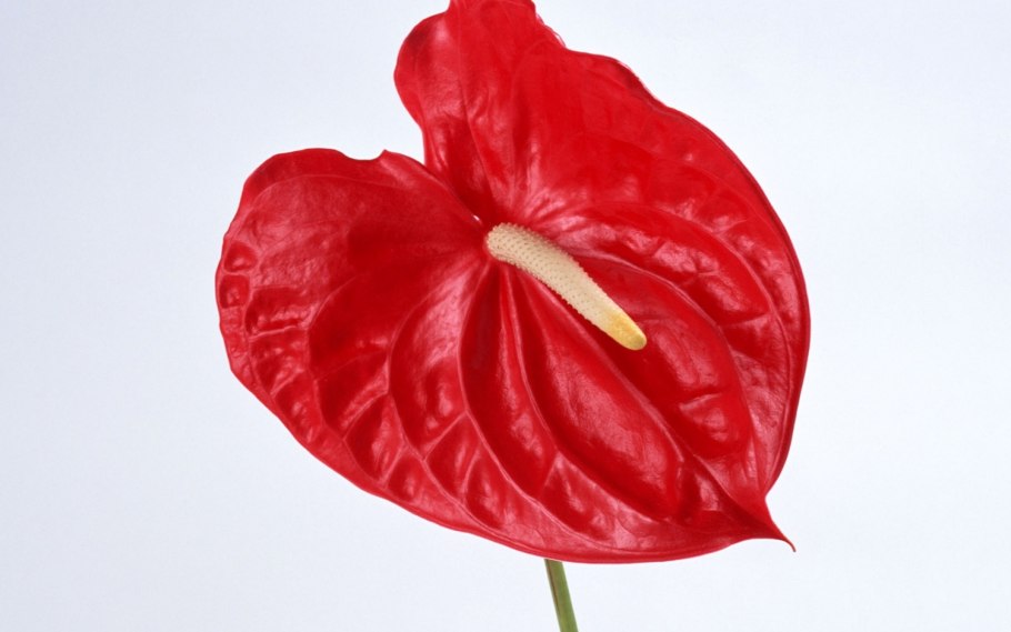 Цветок Антуриум красный