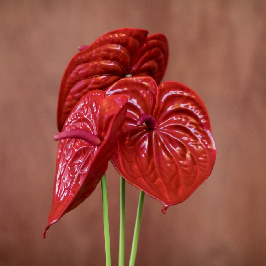 Антуриум Калео