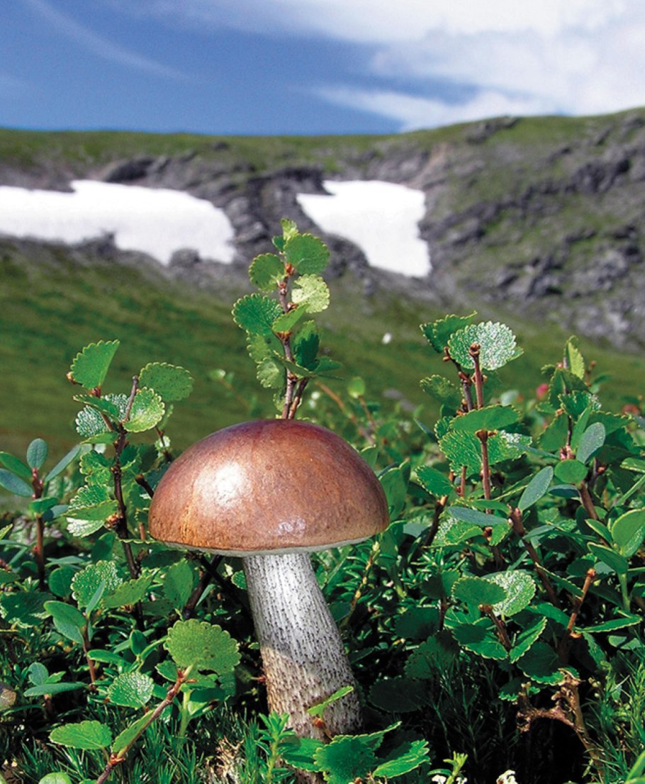 Грибы Кольского полуострова