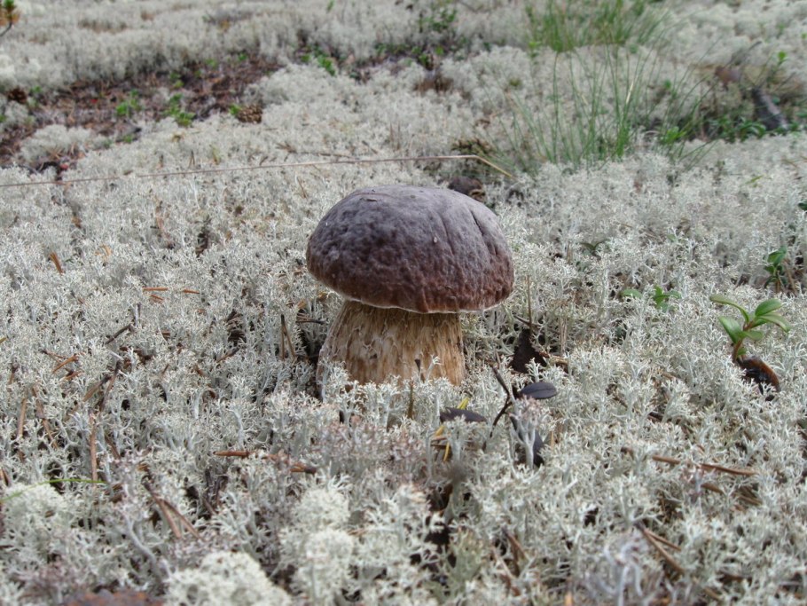 Карликовая береза стелющаяся