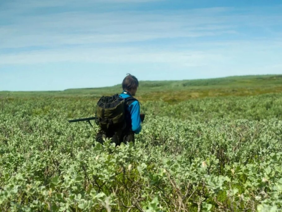 Карликовая берёза в тундре