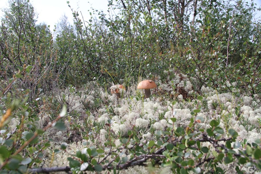 Ерник в Таймырском заповеднике