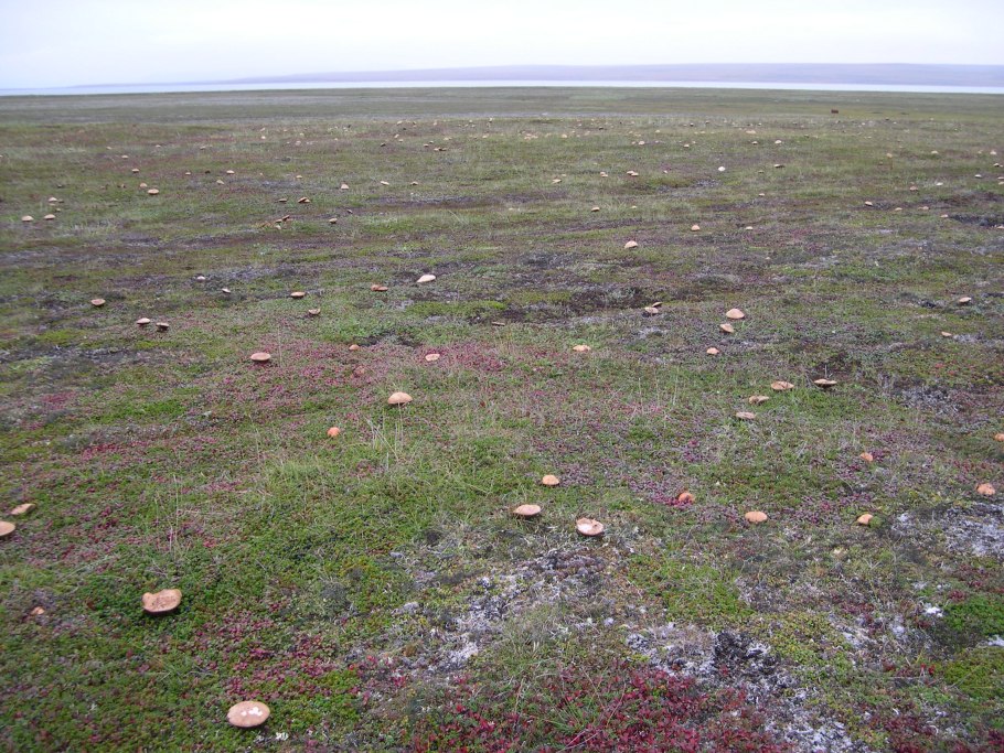 Воркута грибы в тундре