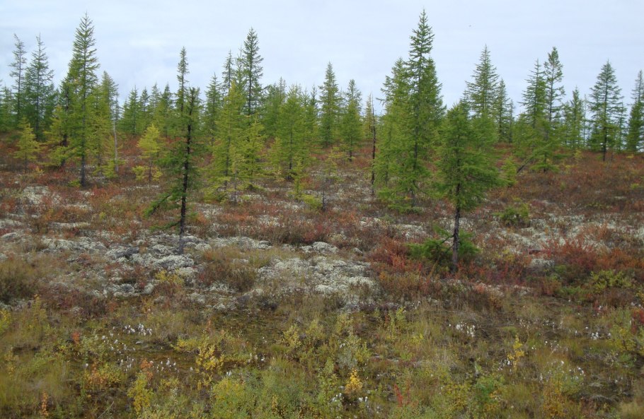 Карликовые сосны в тундре