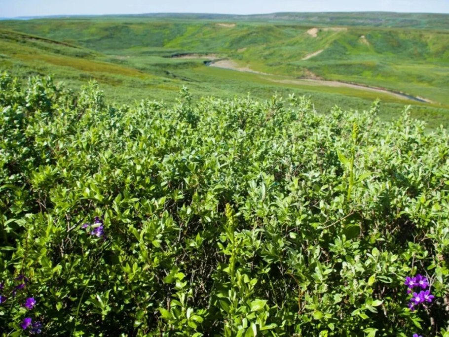 Карликовая берёза в тундре