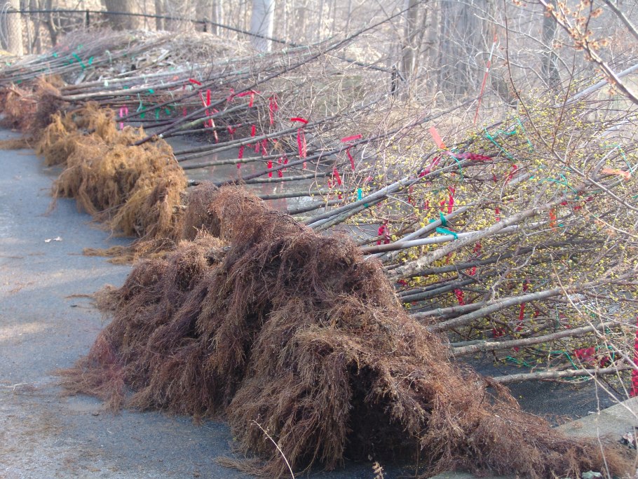 Корни ивы плакучей