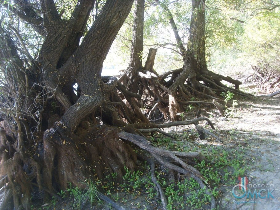 Корневая система ивы плакучей