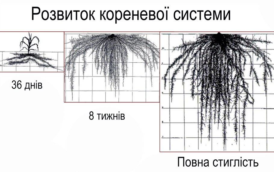 Корневая система ивы шаровидной