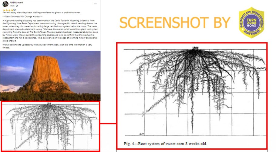 Стержневой корень