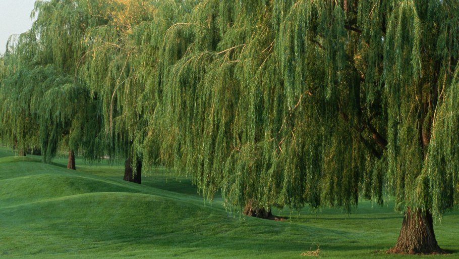 Корневая система под горой дьявола