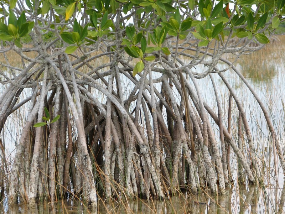 Саликс wilgenkatjes