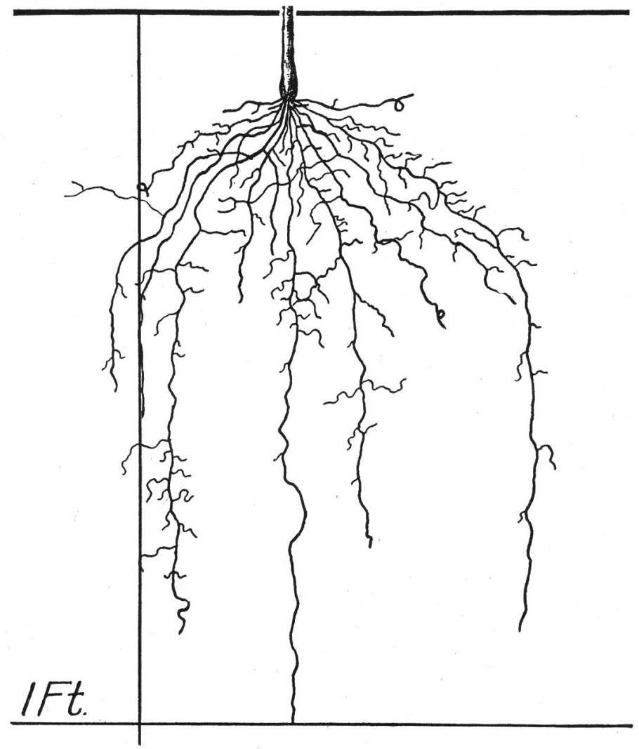 Ива ветки текстура