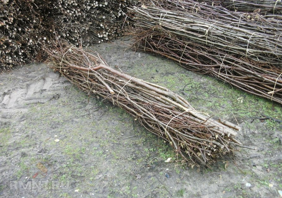 Ива белая плакучая Тристис