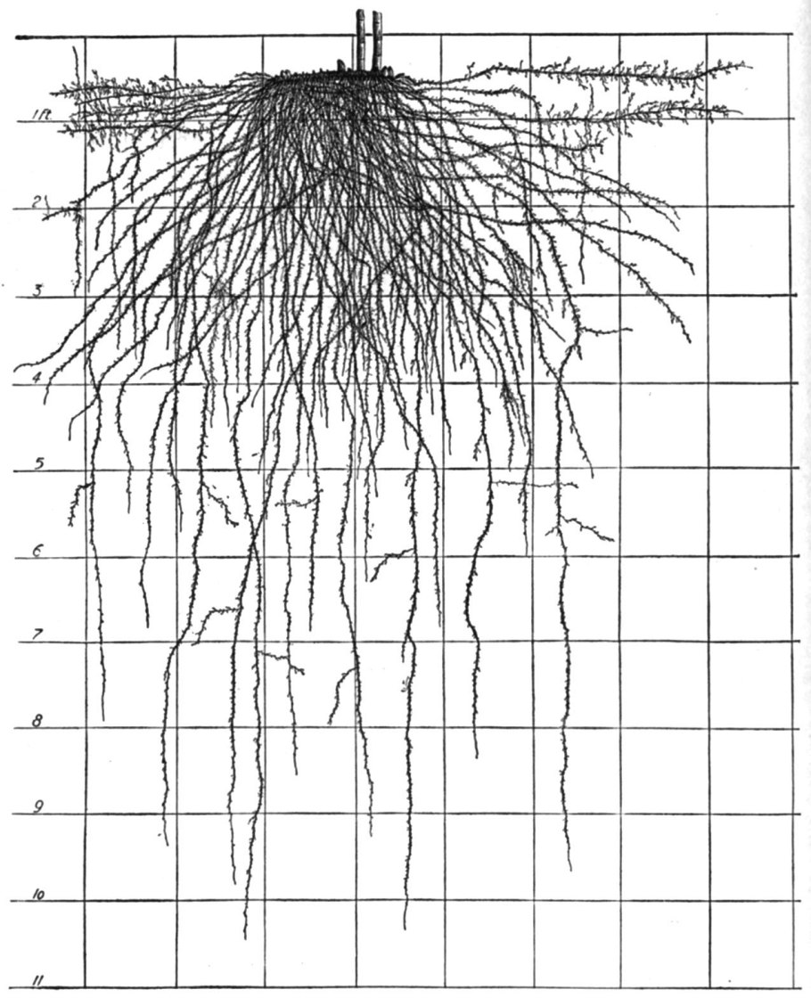Ива Вавилонская Криспа зона зимостойкости