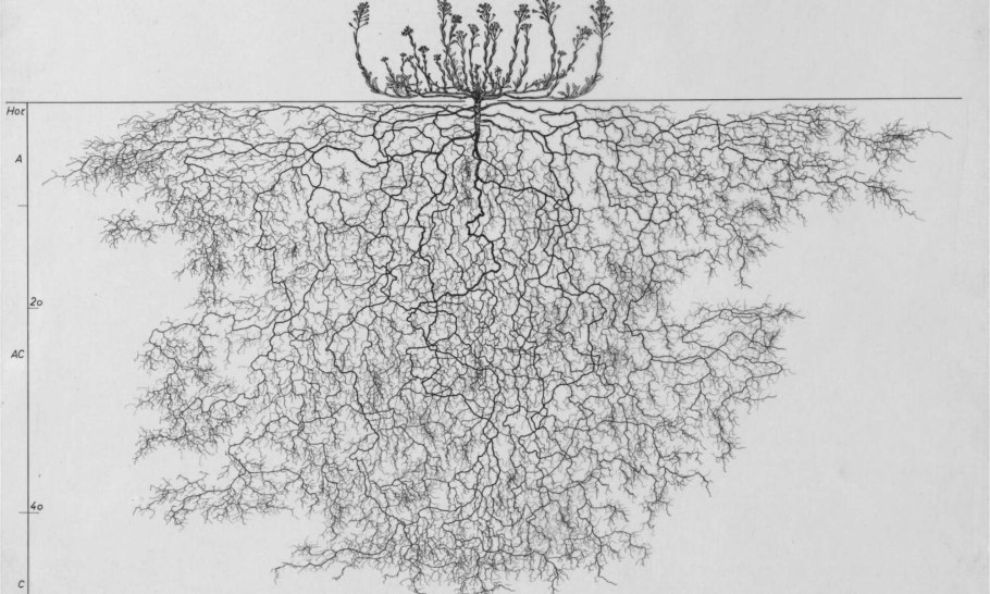 Корни растений для детей