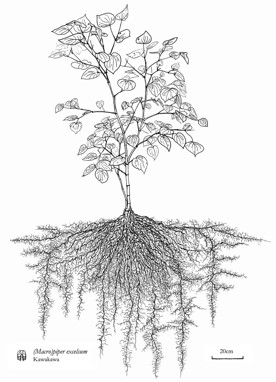 Ива плакучая серебристая