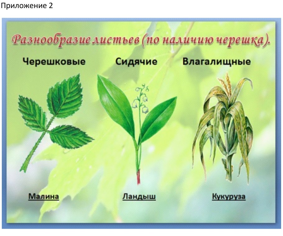 Разнообразие листьев по наличию черешка