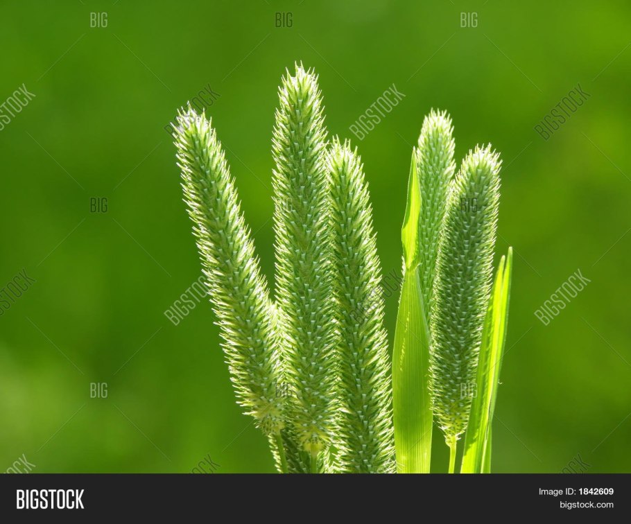 Двоякозубчатый край листа