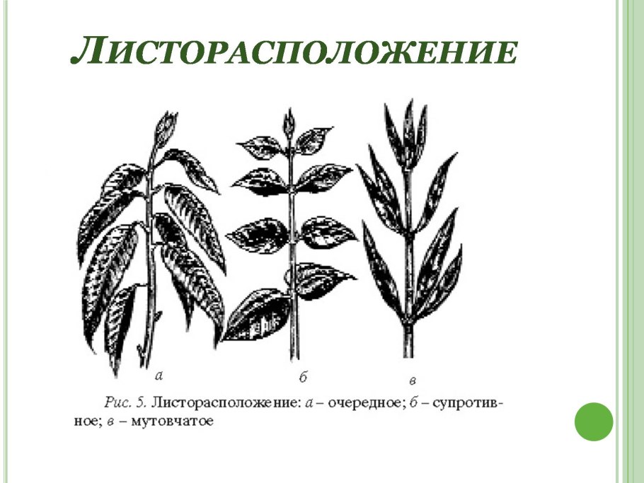 Типы жилкования морфология листа