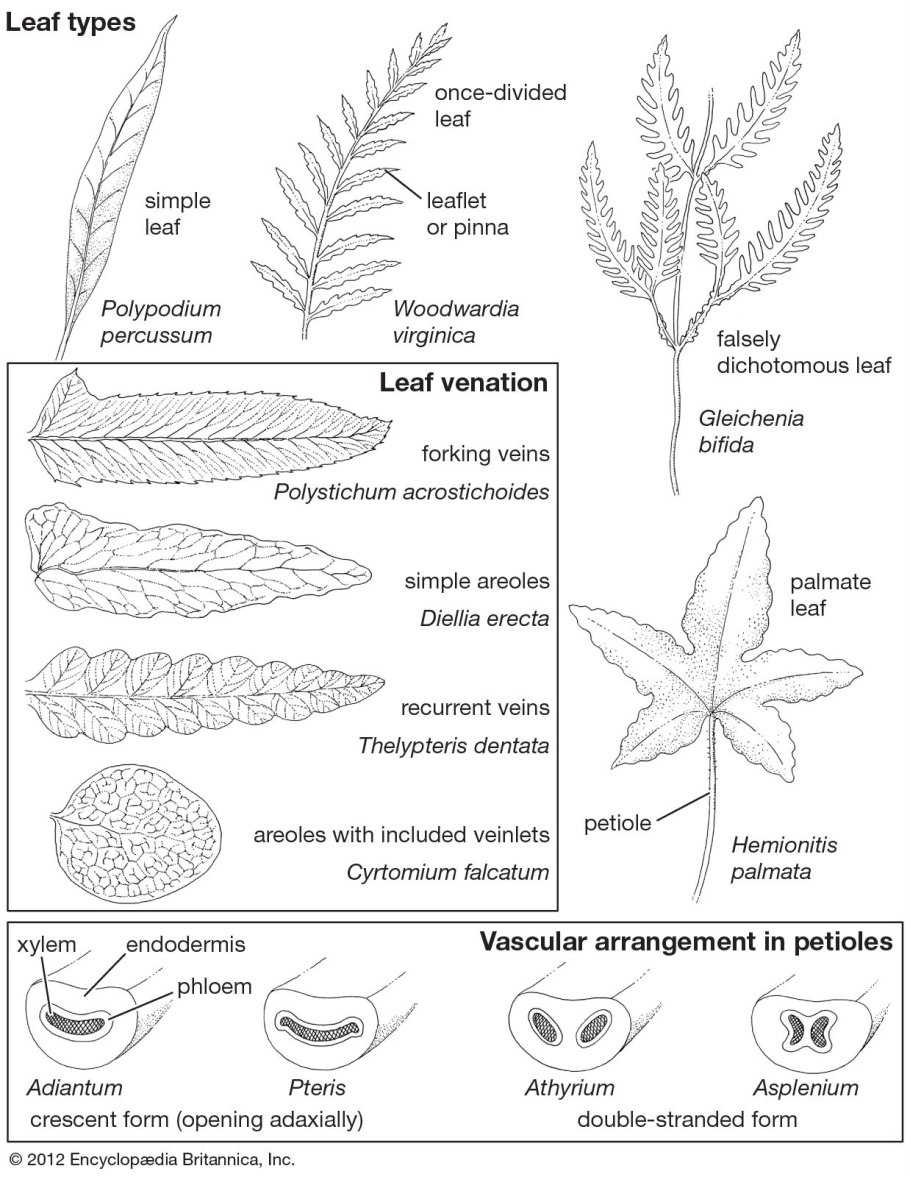Тип жилкования листьев у папоротника