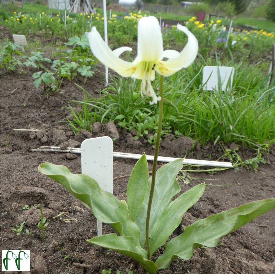 Кандык (Erythronium) White Beauty