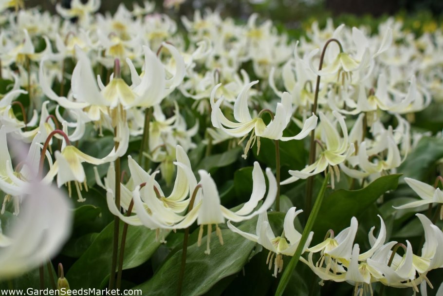 Эритрониум Уайт Бьюти