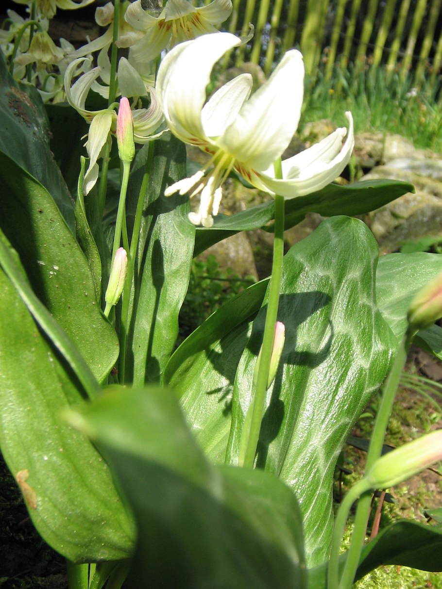 Кандык калифорнийский