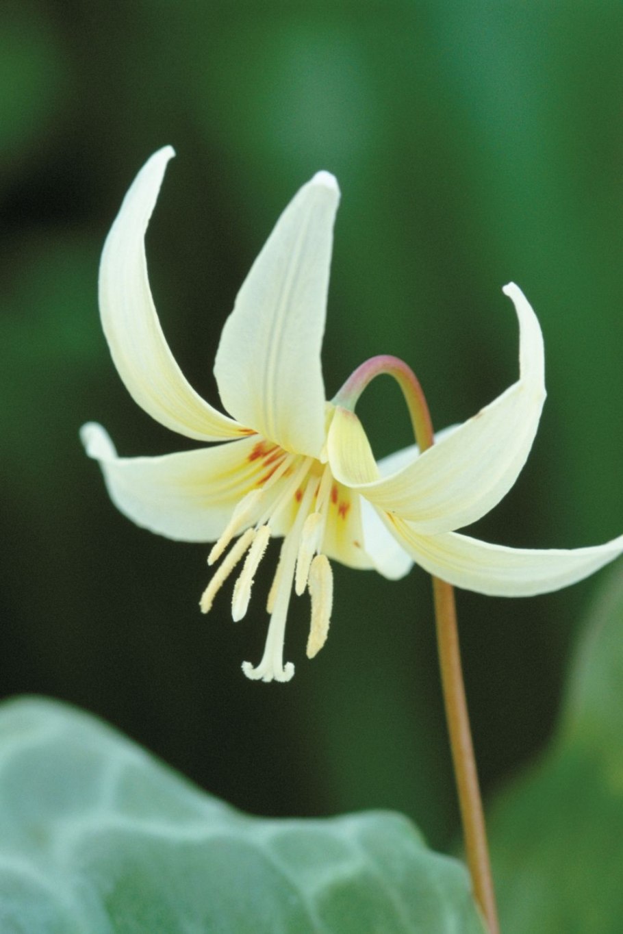 Кандык калифорнийский