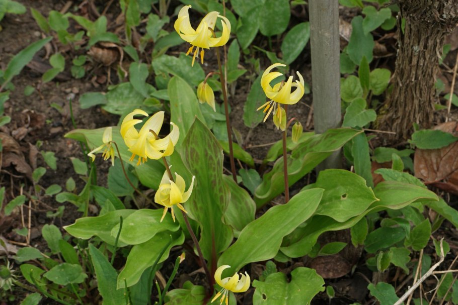 Кандык калифорнийский