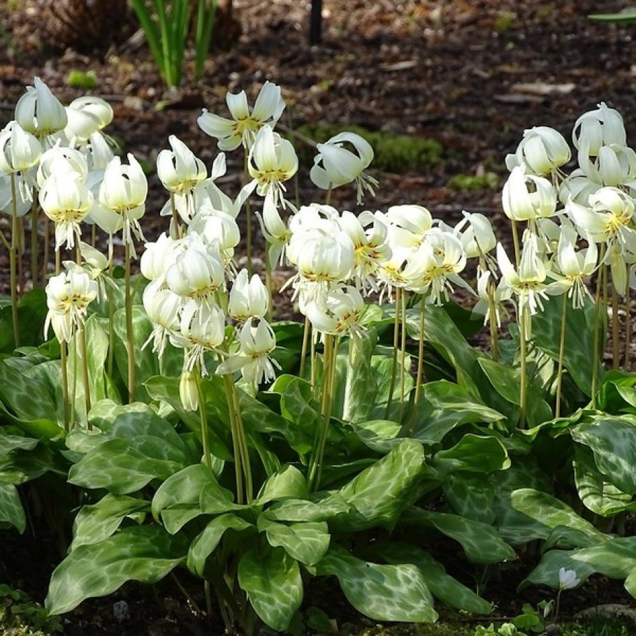 Кандык Уайт Бьюти