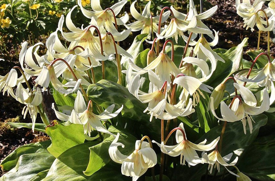 Кандык калифорнийский Уайт Бьюти