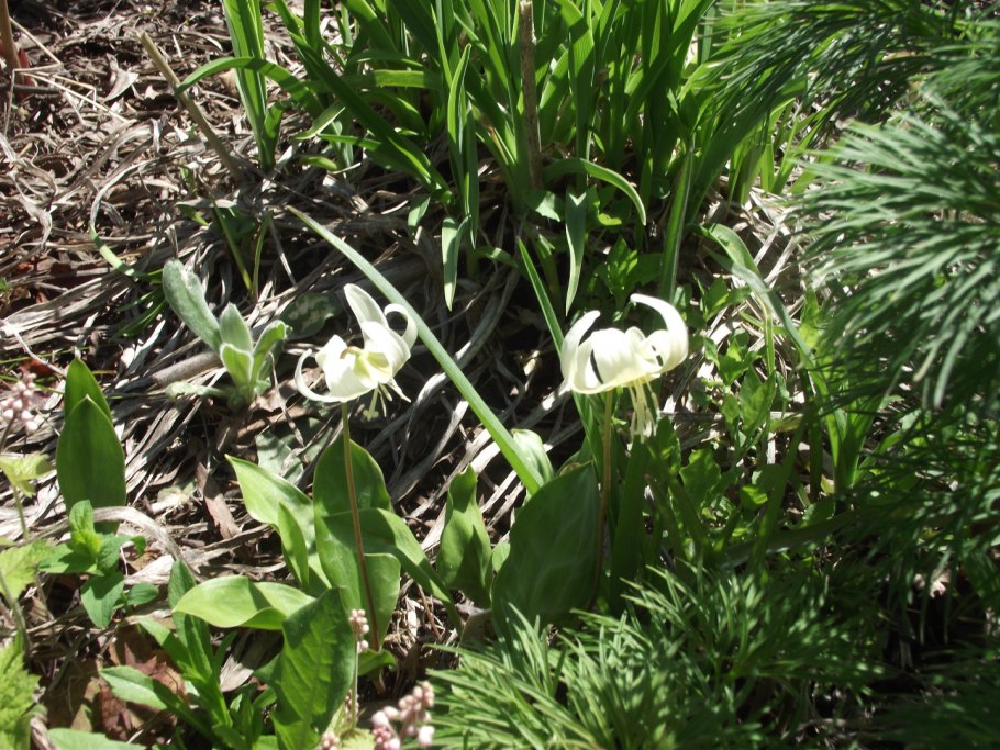 Кандык Уайт Бьюти