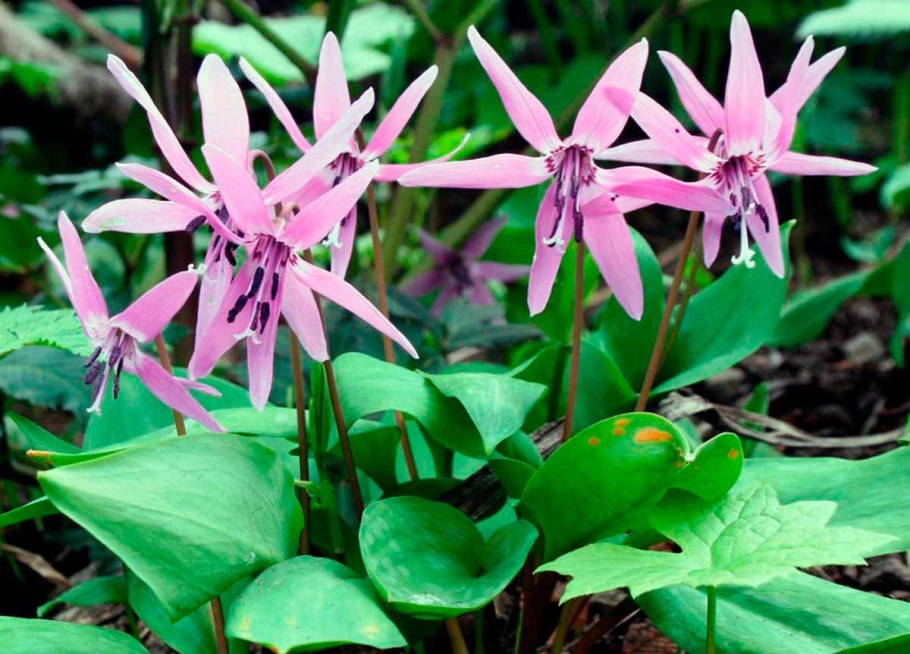 Кандык Сибирский луковица