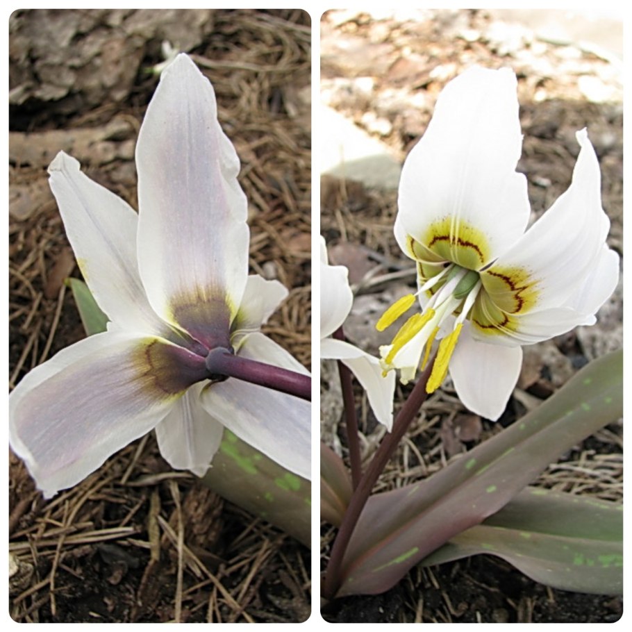 Кандык цветок калифорнийский