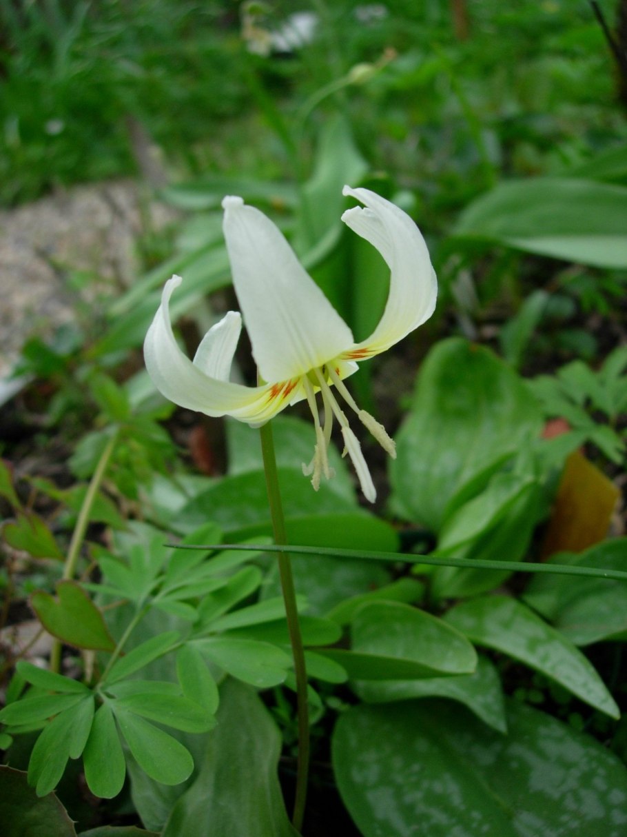 Эритрониум Кандык