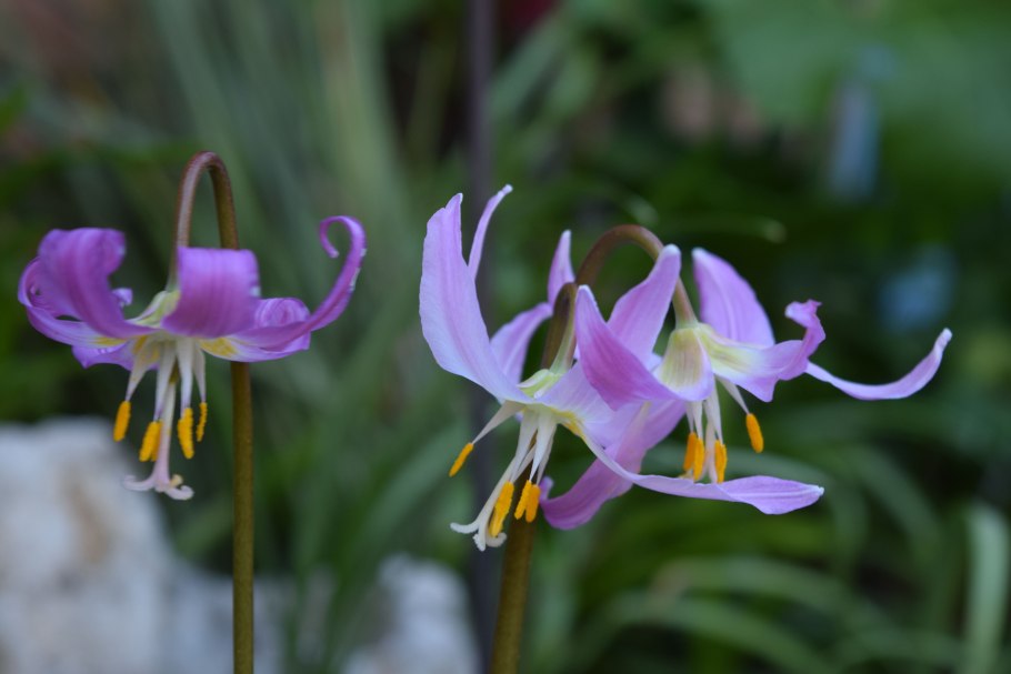 Кандык Уайт Бьюти