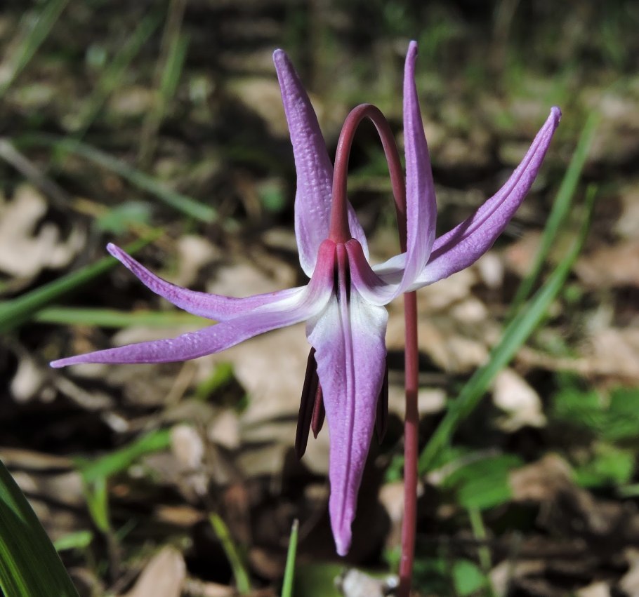 Кандык Сибирский плод