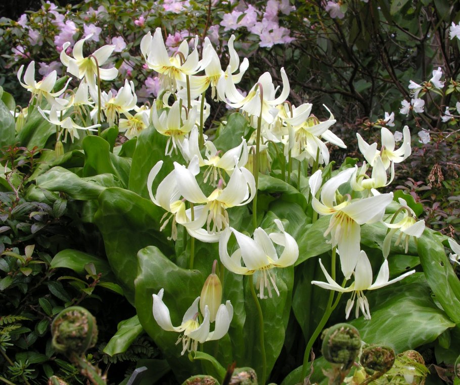 Кандык (эритрониум) Уайт Бьюти