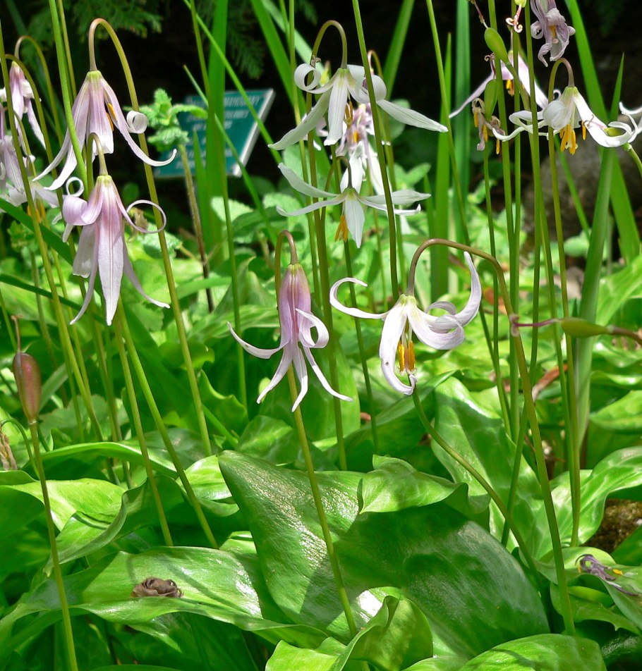 Кандык (Erythronium)