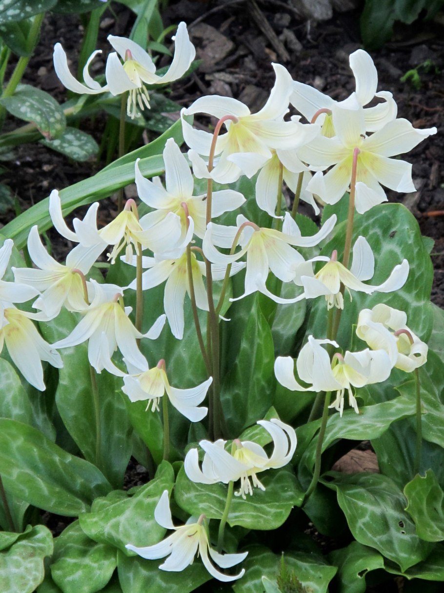 Кандык Крылова